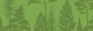 forest with green overlay